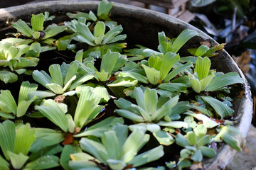 water lettuce aquatic plant floating on water.