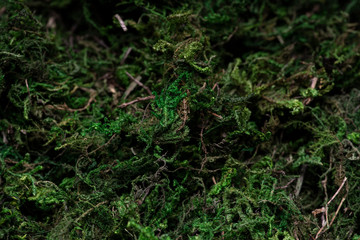 background of green grass