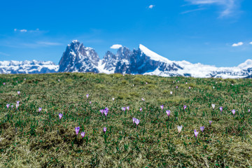 A spring wild flowers at the highest plateau alpine meadow in Europe, Alpe di Siusi in Ortisei, Dolomites, Italy.