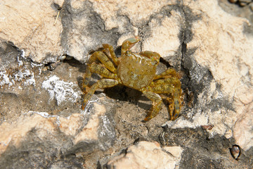 crab on the beach