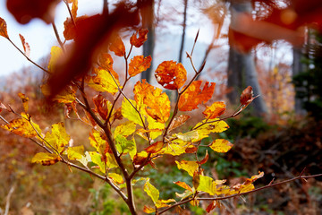 autumn leaves on tree