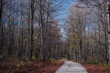 road in forest
