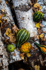 harvesting outdoor still life with assorted green and orange pumpkins in autumn forest stands on birch logs