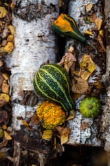 harvesting outdoor still life with assorted green and orange pumpkins in autumn forest stands on birch logs