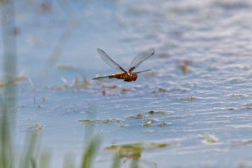 Dragonfly depositing egg in water Lonjsko polje, Croatia