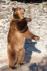 Brown bear at the zoo