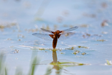 Dragonfly depositing egg in water Lonjsko polje, Croatia