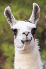 Tierportrait © ralf