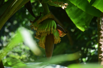  Banana cabbage is a flower Which has a large outer covering wrapped in a tightly shaped and...