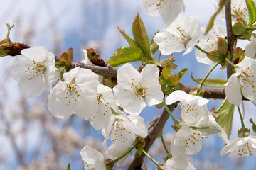 flowers of fruit trees in spring