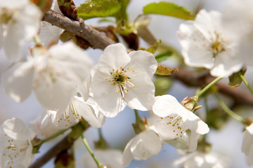 Obraz premium flowers of fruit trees in spring