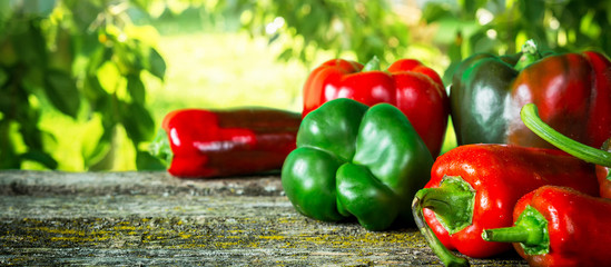 Red hot vegetable chili pepper and sweet pepper varieties of assorted on the table of old planks in the garden with copy space, concept of harvest and gardening