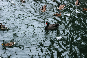 Ducks, swans and seagulls fight for food in a lake in Düsseldorf Park, Germany.