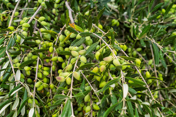 Greek olives on olive tree. Crete island, Greece