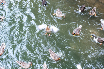 Ducks, swans and seagulls fight for food in a lake in Düsseldorf Park, Germany.