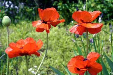 Obraz premium red poppies in a field