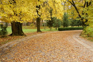 Autumn forest