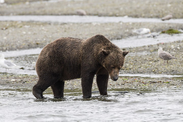 Weiblicher Grizzlybär mit typischem Nackenbuckel und mit viel angefressenem Winterspeck
