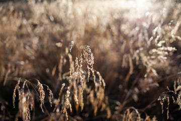 dry long grass in warm evening light in autumn