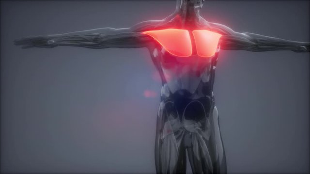 pectoral muscule - Visible muscle anatomy map