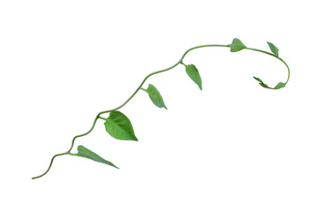 Heart shaped green leaves twisted vines liana jungle plant isolated on white background with...