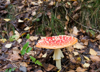 Fliegenpilz