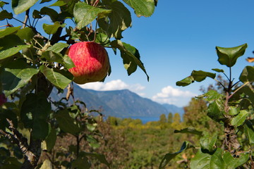 Russia. South Of Western Siberia, Altai Mountains. One of the attractions of lake Teletskoye and the Altai reserve are gardens of fruit trees.