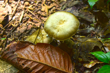  Naturally occurring mushrooms In forests with high humidity And mushrooms can also be used as food