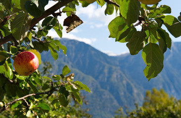 Russia. South Of Western Siberia, Altai Mountains. One of the attractions of lake Teletskoye and the Altai reserve are gardens of fruit trees.