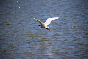 Fototapeta na wymiar Great Egret Flying Low