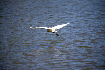 Fototapeta na wymiar Great Egret Flying Low