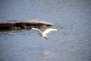 Great Egret Flying Low