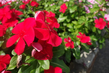 晴れた日の赤い日々草の花