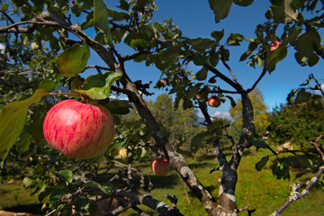 Russia. South Of Western Siberia, Altai Mountains. One of the attractions of lake Teletskoye and the Altai reserve are gardens of fruit trees.