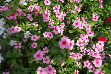 晴れた日のピンクの日々草の花