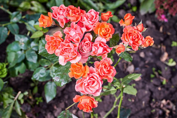 Fototapeta premium red flowers in the garden