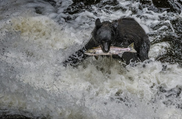 Alaska Black Bear with a salmon in his mouth in rapids