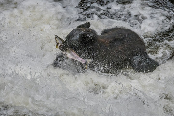 Alaska Black Bear with a salmon in his mouth in rapids