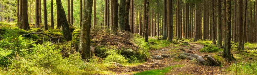 Foto op Plexiglas Panorama of Beautiful Spruce Tree Forest © AVTG