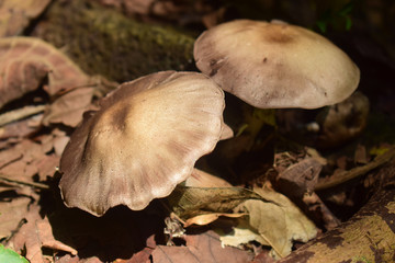  Naturally occurring mushrooms In forests with high humidity And mushrooms can also be used as food