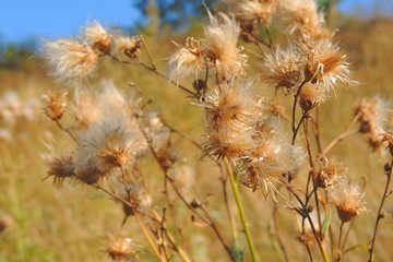 burdock closeup in the field