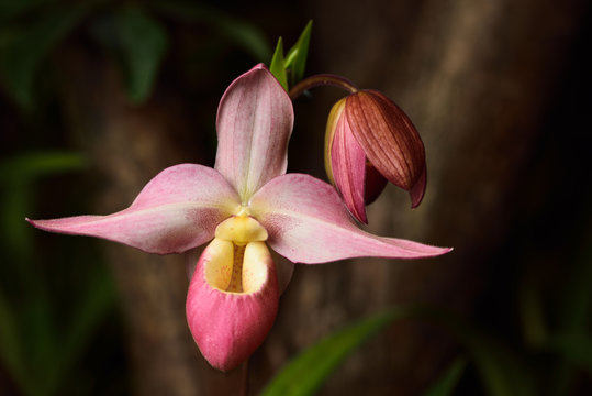 Pink Phragmipedium besseae Cape Sunset Lady's Slipper orchid flower hybrid