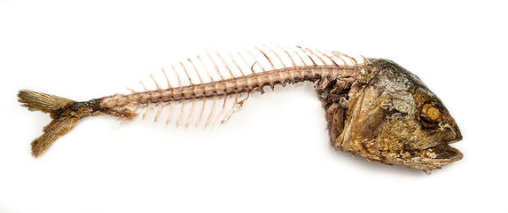 fish skeleton
