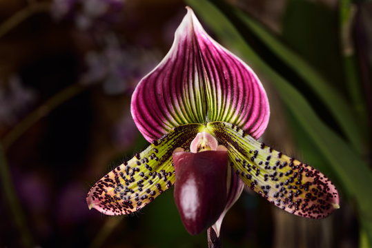 Paphiopedilum Venus Slipper orchid flower hybrid on dark background