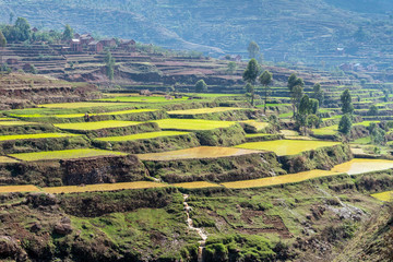 Fototapeta na wymiar Rice fields between Antsirabe and Antananarivo, in Madagascar