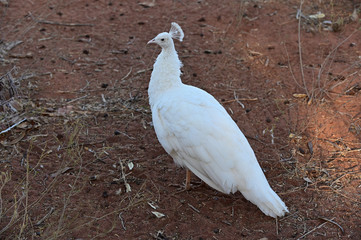 White Peafowl bird male Peacock