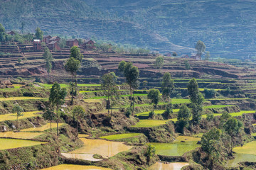 Fototapeta premium Rice fields between Antsirabe and Antananarivo, in Madagascar