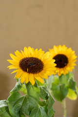 Obraz premium sunflowers 