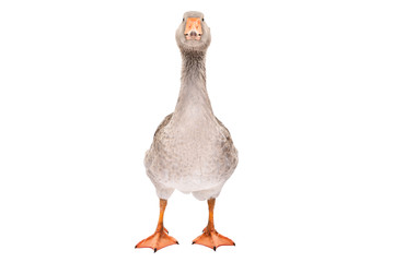 Beautiful goose standing isolated on a white background © sonsedskaya
