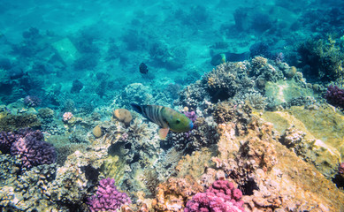 Fototapeta na wymiar Colorful coral reef with exotic fishes of the Red Sea. Egypt.